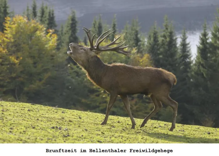Ferienwohnung Gross A